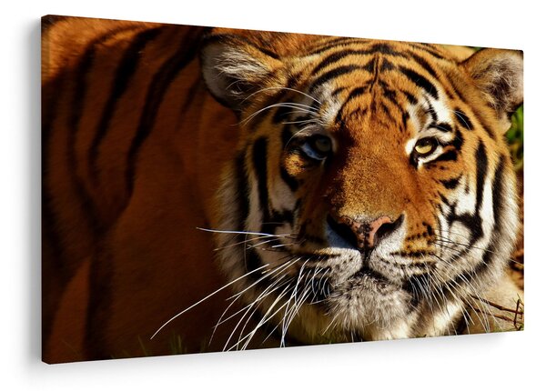 Tigris képe (90x60 cm)