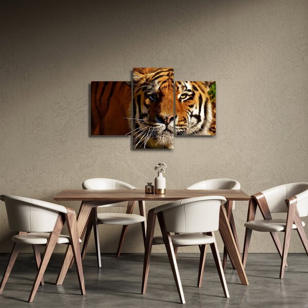 Tigris képe (90x60 cm)