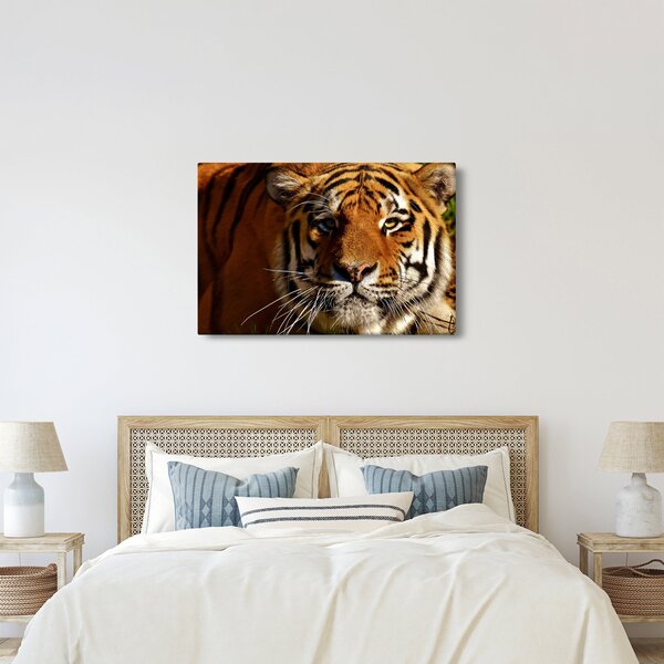 Tigris képe (90x60 cm)