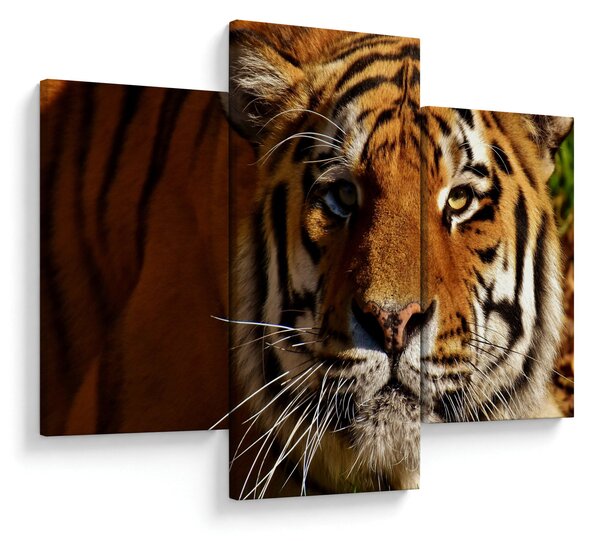 Tigris képe (90x60 cm)