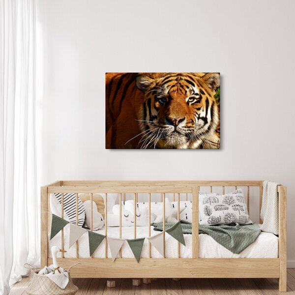 Tigris képe (90x60 cm)