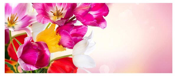 Tulipán képe (120x50 cm)