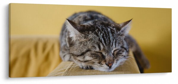 Macska a kanapén képe (120x50 cm)