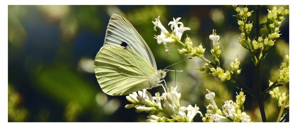 Pillangó képe (120x50 cm)