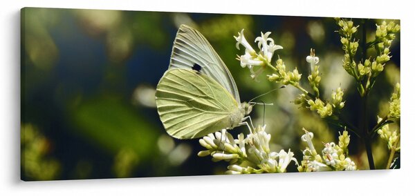 Pillangó képe (120x50 cm)