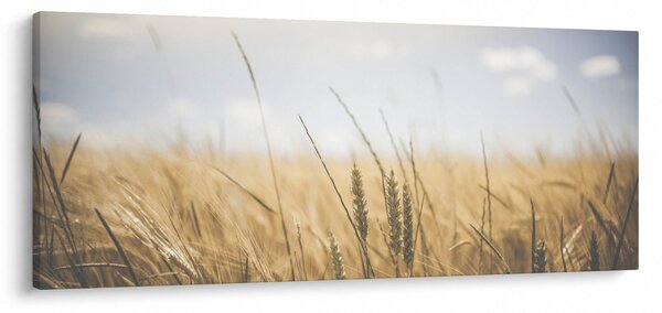 A gabona képe (120x50 cm)