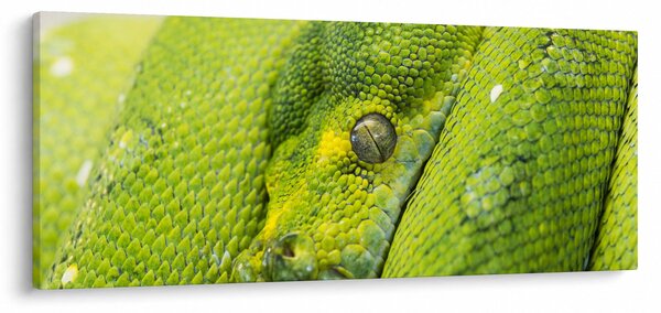 Kígyó képe (120x50 cm)