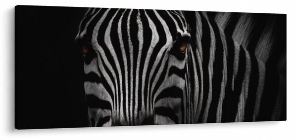 Zebra képe (120x50 cm)