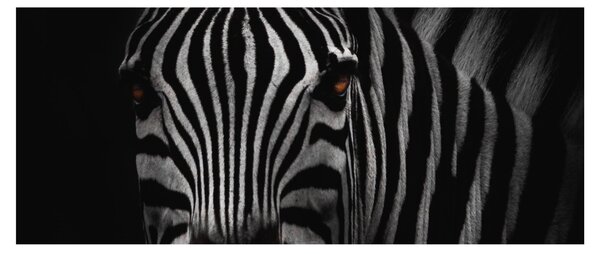 Zebra képe (120x50 cm)