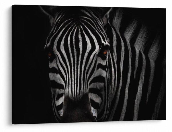 Zebra képe (70x50 cm)