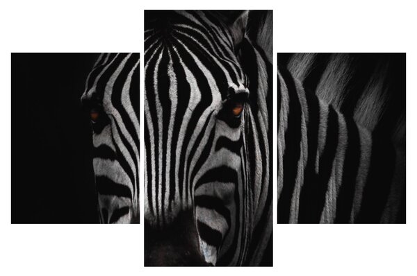 Zebra képe (90x60 cm)