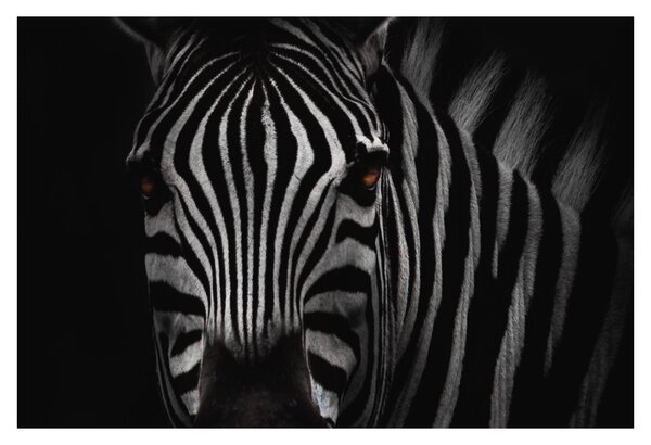 Zebra képe (90x60 cm)
