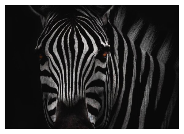 Zebra képe (70x50 cm)