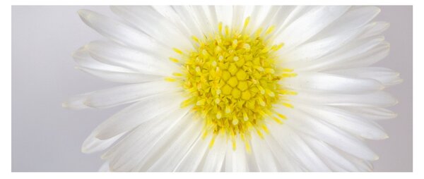 Kép - Margarita (120x50 cm)