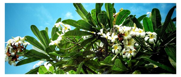 Kép - Plumeria (120x50 cm)