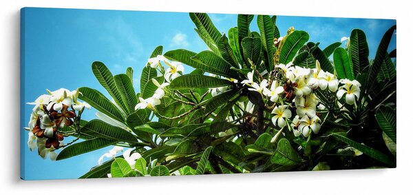 Kép - Plumeria (120x50 cm)