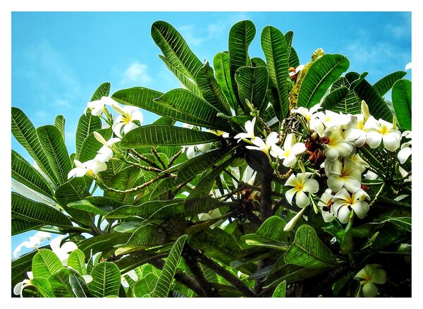 Kép - Plumeria (70x50 cm)