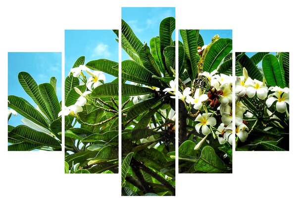 Kép - Plumeria (150x105 cm)