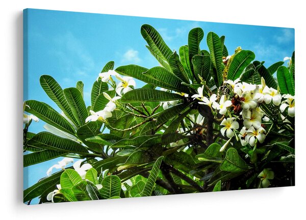 Kép - Plumeria (90x60 cm)