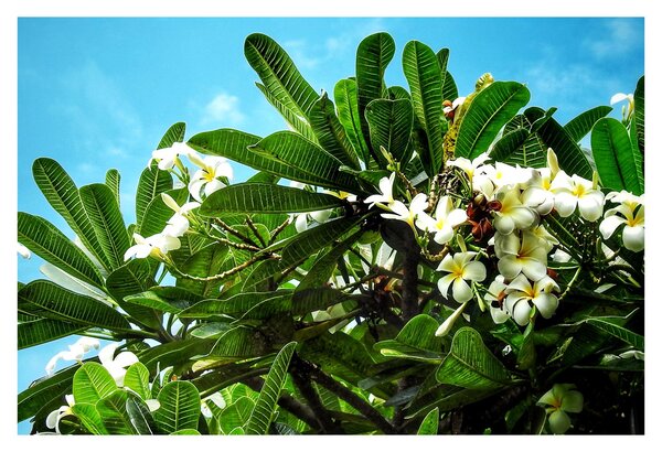 Kép - Plumeria (90x60 cm)
