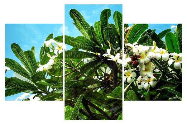 Kép - Plumeria (90x60 cm)
