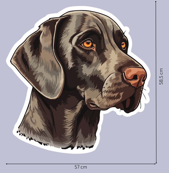 PIPPER. Matrica Weimaraner Méret: 60cm