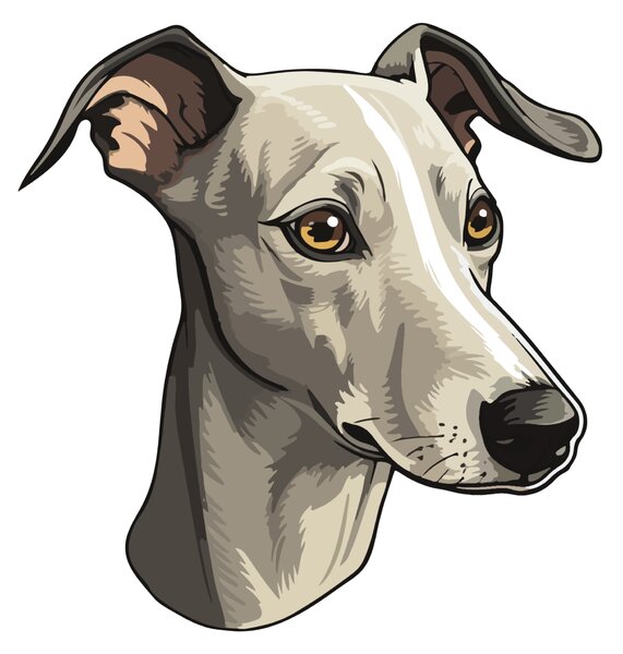 PIPPER. Matrica Whippet Méret: 60cm