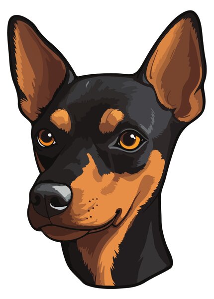 PIPPER. Matrica Miniatűr pinscher Méret: 60cm