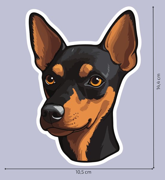 PIPPER. Matrica Miniatűr pinscher Méret: 60cm