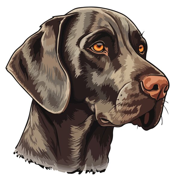 PIPPER. Matrica Weimaraner Méret: 60cm