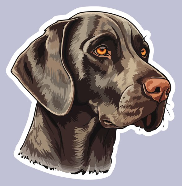 PIPPER. Matrica Weimaraner Méret: 60cm