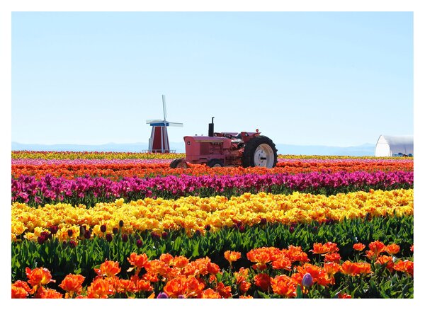 Tulipánfarm képe (70x50 cm)