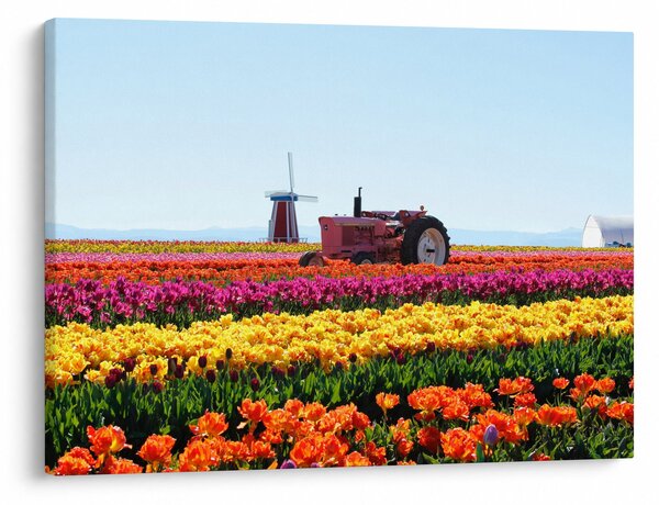 Tulipánfarm képe (70x50 cm)