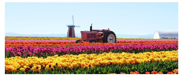 Tulipánfarm képe (120x50 cm)