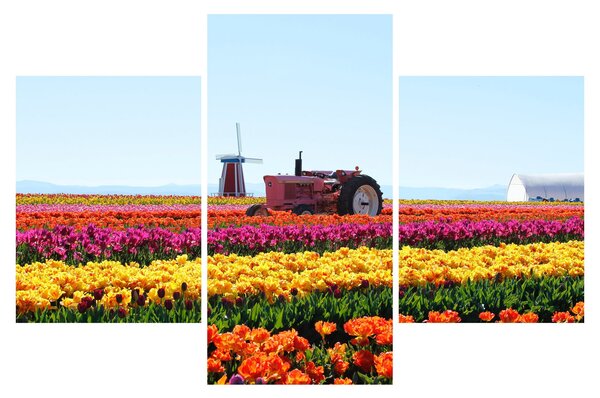 Tulipánfarm képe (90x60 cm)