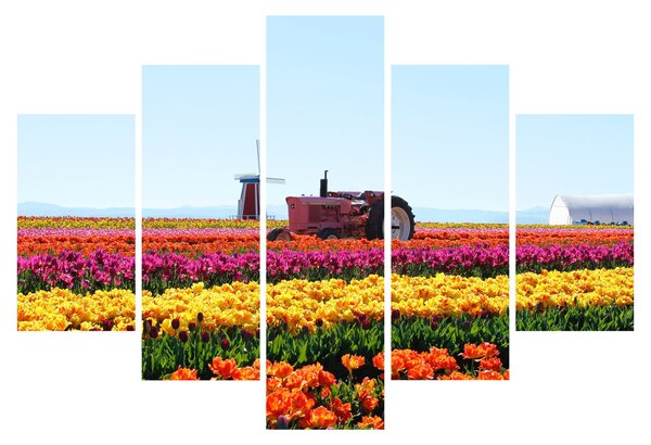 Tulipánfarm képe (150x105 cm)