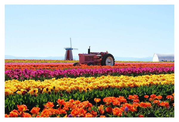 Tulipánfarm képe (90x60 cm)