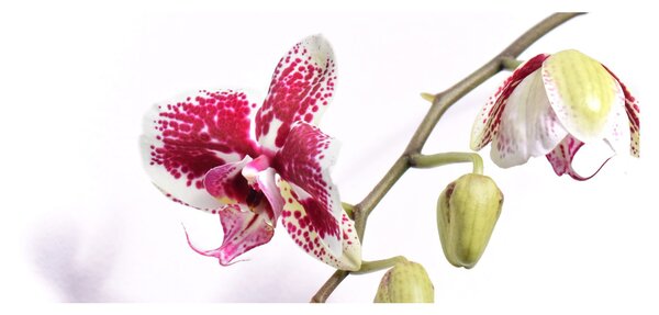 Orchidea virág képe (120x50 cm)