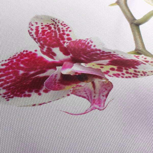 Orchidea virág képe (70x50 cm)