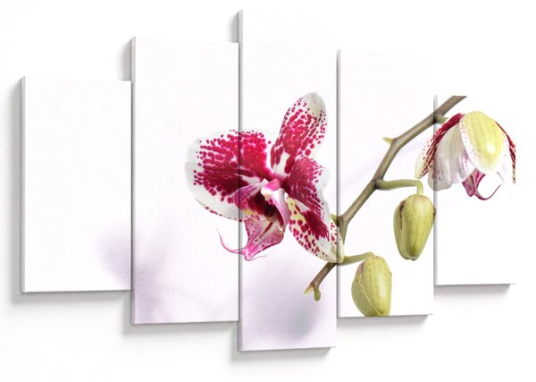 Orchidea virág képe (150x105 cm)