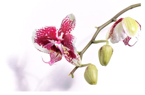 Orchidea virág képe (90x60 cm)