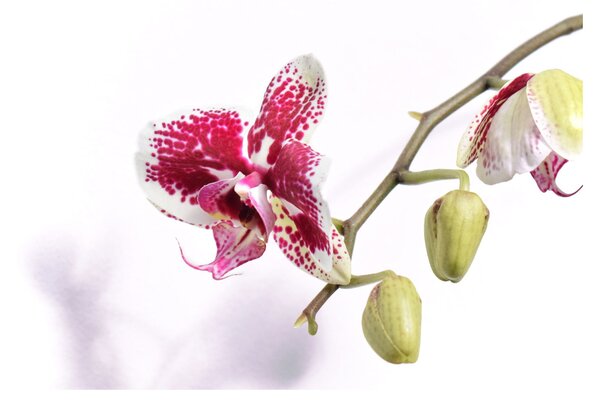 Orchidea virág képe (70x50 cm)