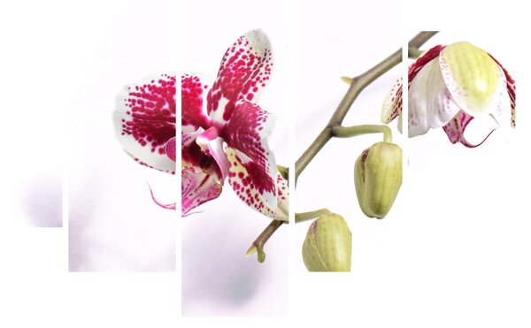 Orchidea virág képe (150x105 cm)