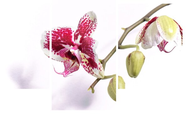 Orchidea virág képe (90x60 cm)