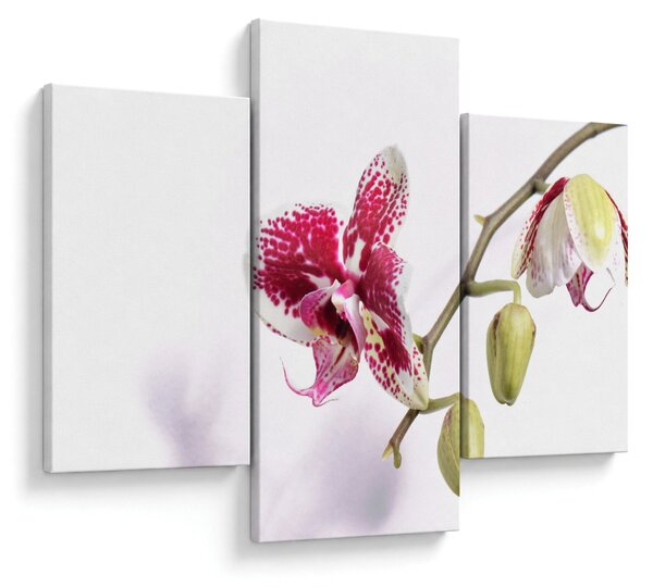 Orchidea virág képe (90x60 cm)