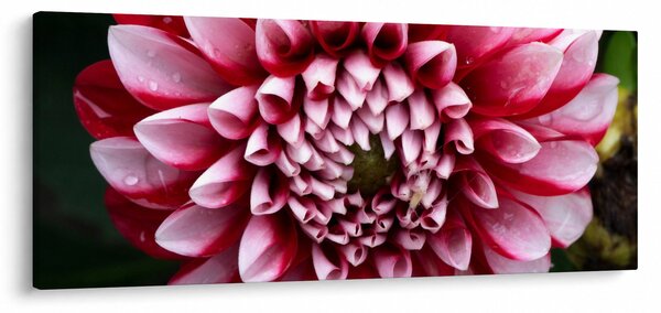 Rózsaszín dália képe (120x50 cm)