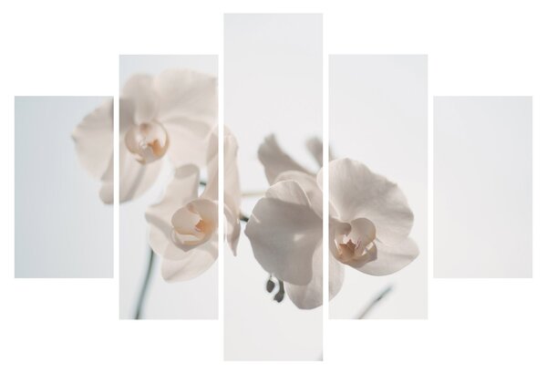 Fehér orchidea képe (150x105 cm)