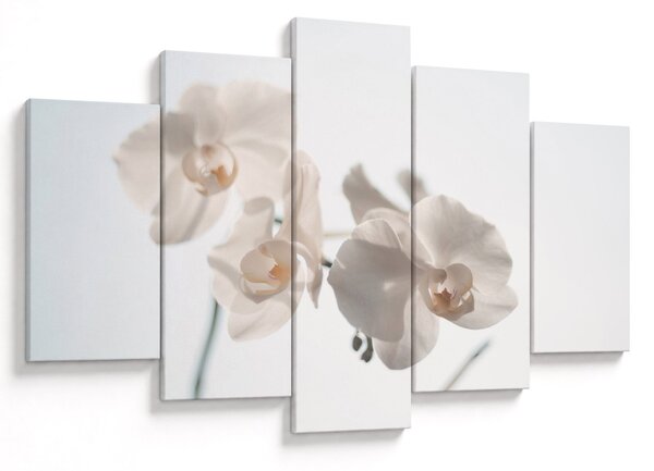 Fehér orchidea képe (150x105 cm)