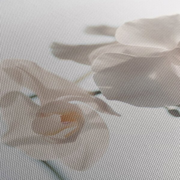 Fehér orchidea képe (120x50 cm)