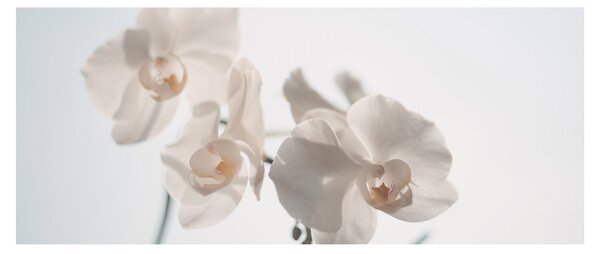 Fehér orchidea képe (120x50 cm)